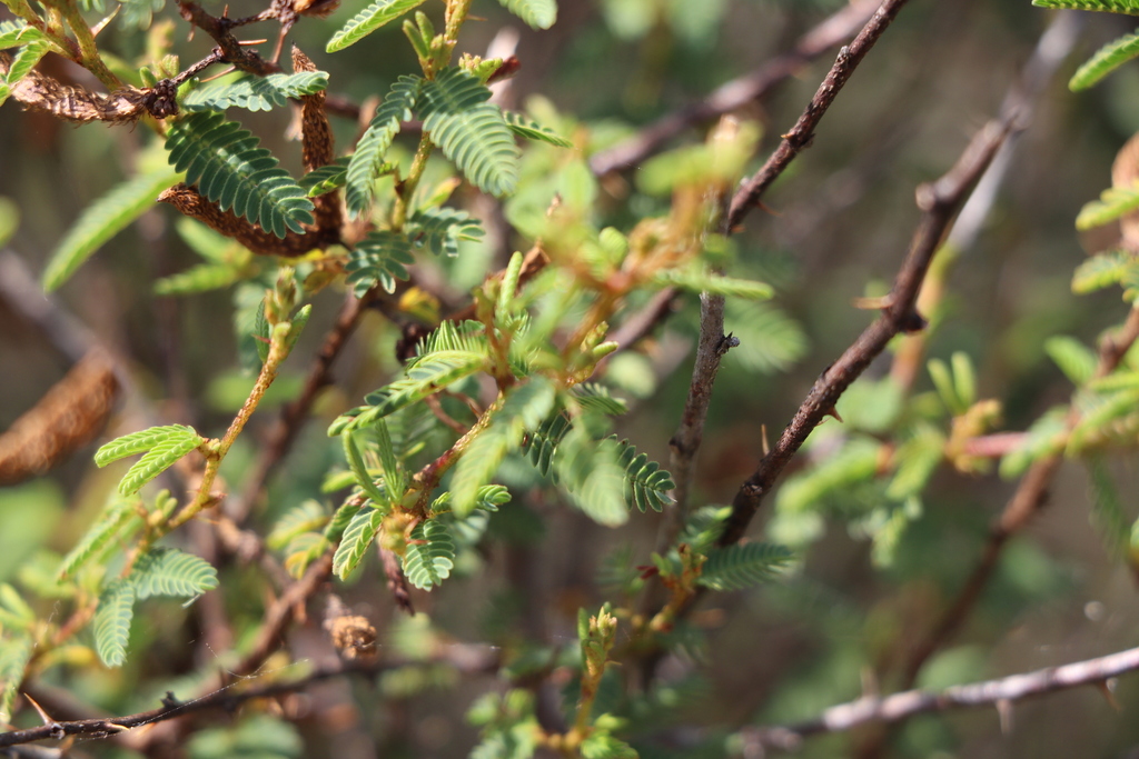 Mimosa ramulosa