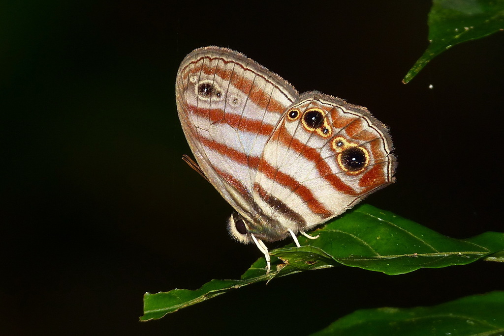 Euptychia picea