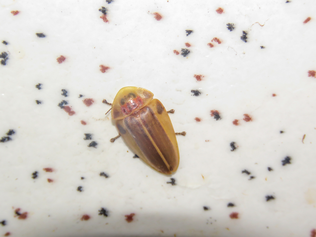 Aspisoma maculatum