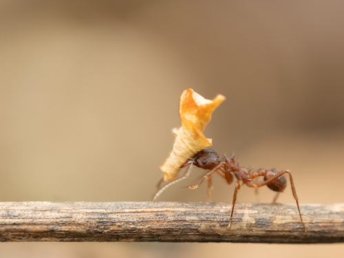 Acromyrmex santschiiAcromyrmex santschii