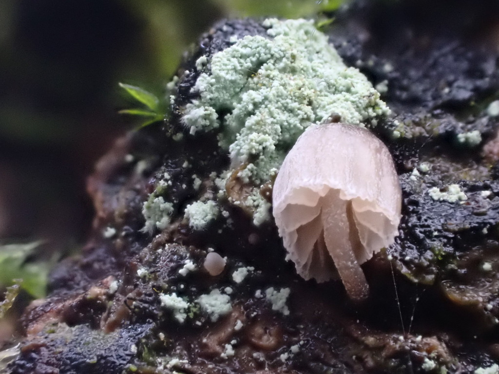 Mycena pseudocorticola · December 2025 · photo: © mangoblatt (iNaturalist, cc0)