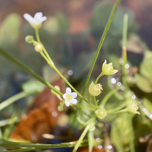 Chiricahua Mountain Brookweed (Samolus vagans)