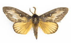 Gloveria arizonensis