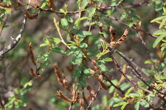 Mimosa ramulosa