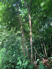 Pometia pinnata