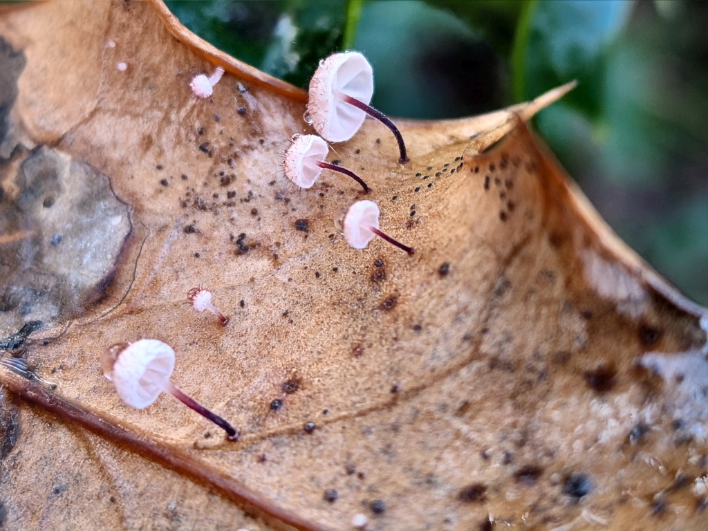 Marasmius hudsonii · December 2025 · photo: © swimjamie (iNaturalist, cc0)
