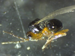 Alloxysta victrix