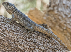 Oplurus cyclurus