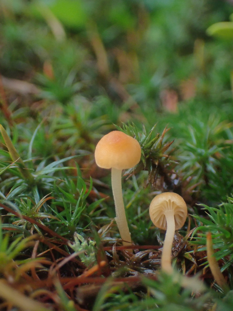 Rickenella fibula · December 2025 · photo: © dgwdoesthings (iNaturalist, cc0)