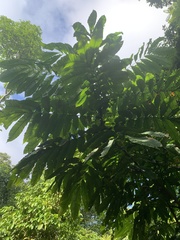 Pometia pinnata