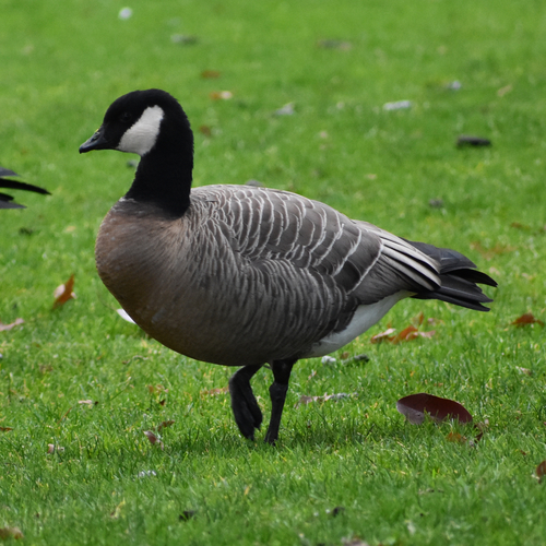 Barnacla canadiense chica (Branta hutchinsii)