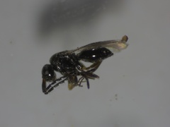 Ceraphronoidea