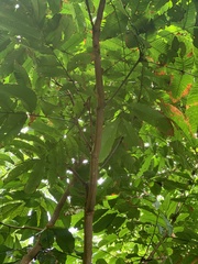 Pometia pinnata