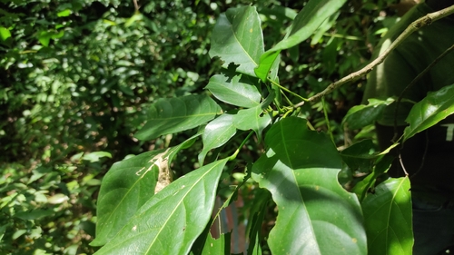 Cola porphyrantha