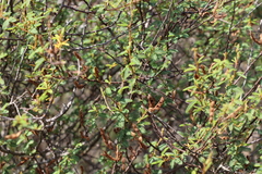 Mimosa ramulosa