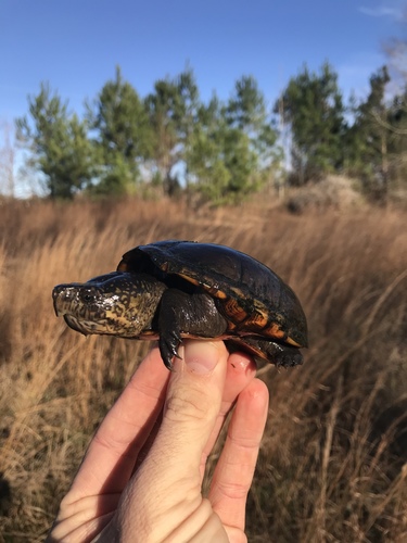 Eastern Mud Turtle, photo 8 of 10
