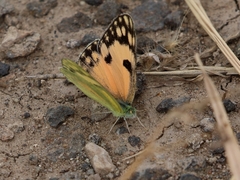Colotis calais calais
