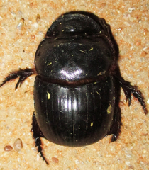 Catharsius calaharicus