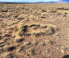 Muhlenbergia torreyi