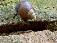 Lissachatina glutinosa