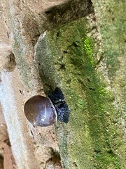 Lissachatina glutinosa