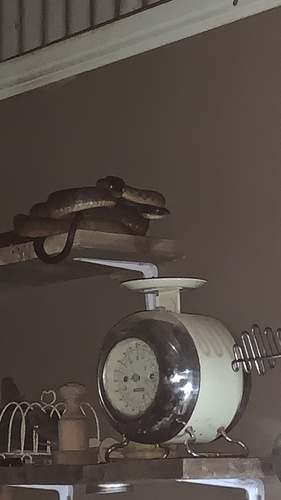 Brown Tree Snake sighting