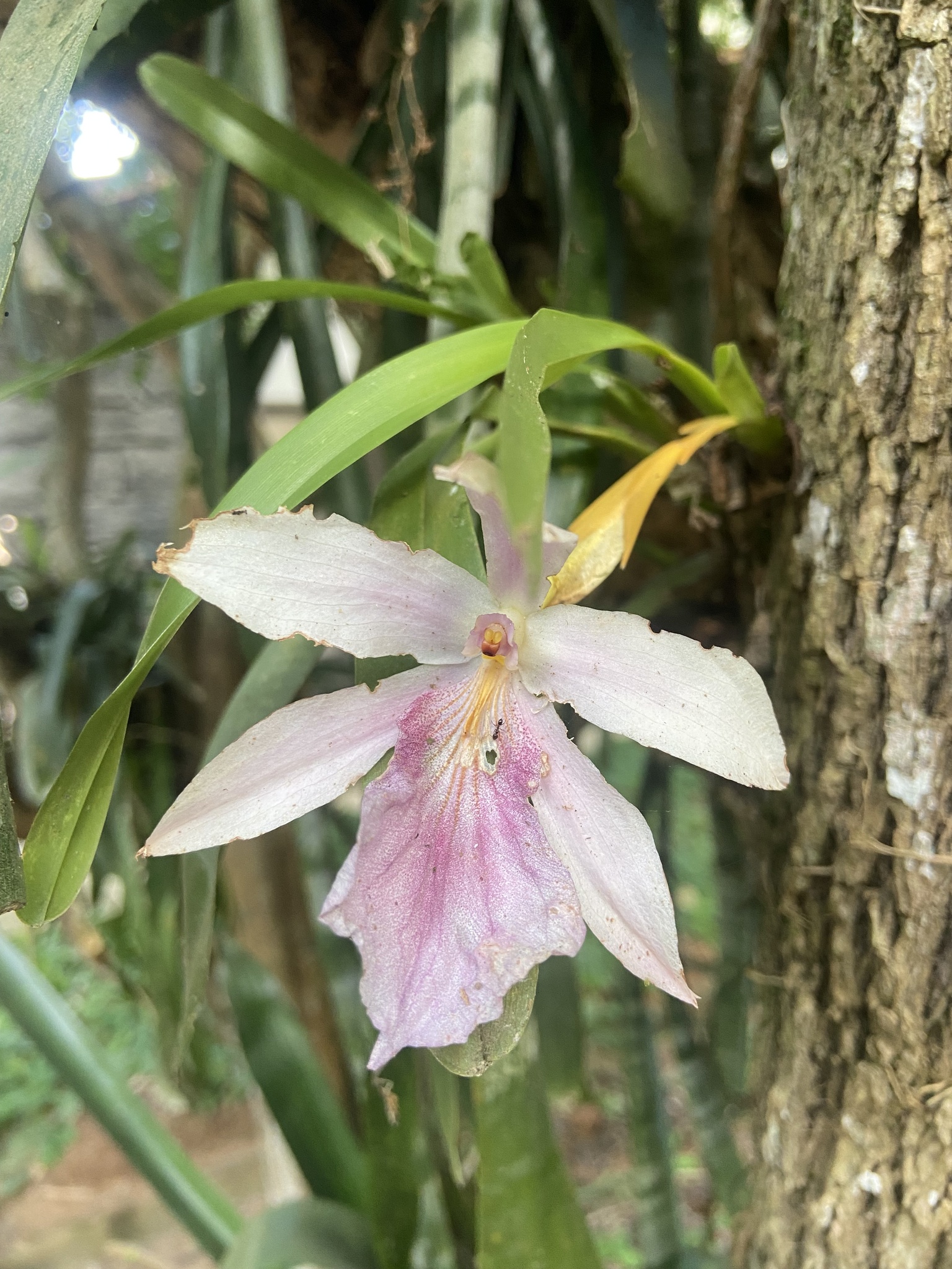 Imagem de Orquídea