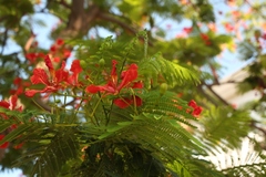 Delonix regia