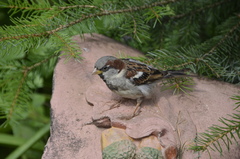 Passer domesticus