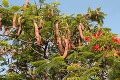 Delonix regia