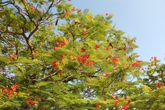 Delonix regia