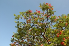 Delonix regia