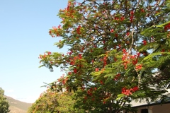 Delonix regia