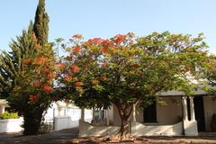 Delonix regia