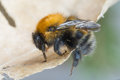 Schrenck's Bumble Bee