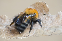 Bombus schrencki