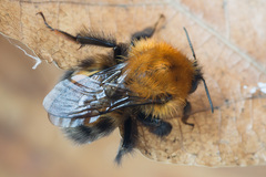 Bombus schrencki