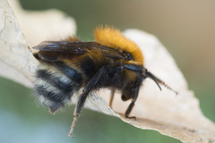 Bombus schrencki