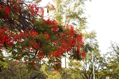 Delonix regia