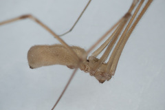 Pholcus phalangioides