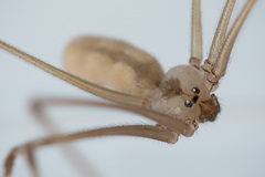 Pholcus phalangioides
