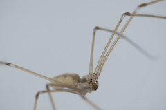 Pholcus phalangioides