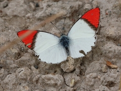 Colotis danae