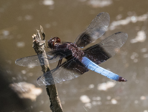Madagascar Jungleskimmer