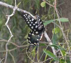 Pharmacophagus antenor