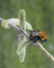 Bombus schrencki