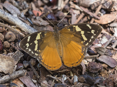Aterica rabena