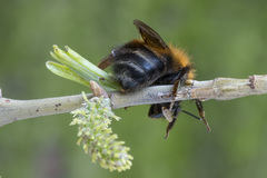Bombus schrencki