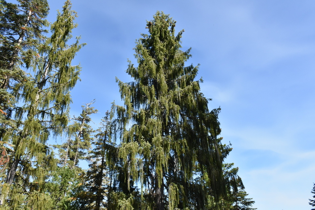 Picea breweriana; photograph (c) Mike Heine, some rights reserved (CC BY)