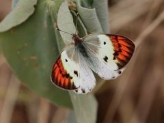 Colotis danae